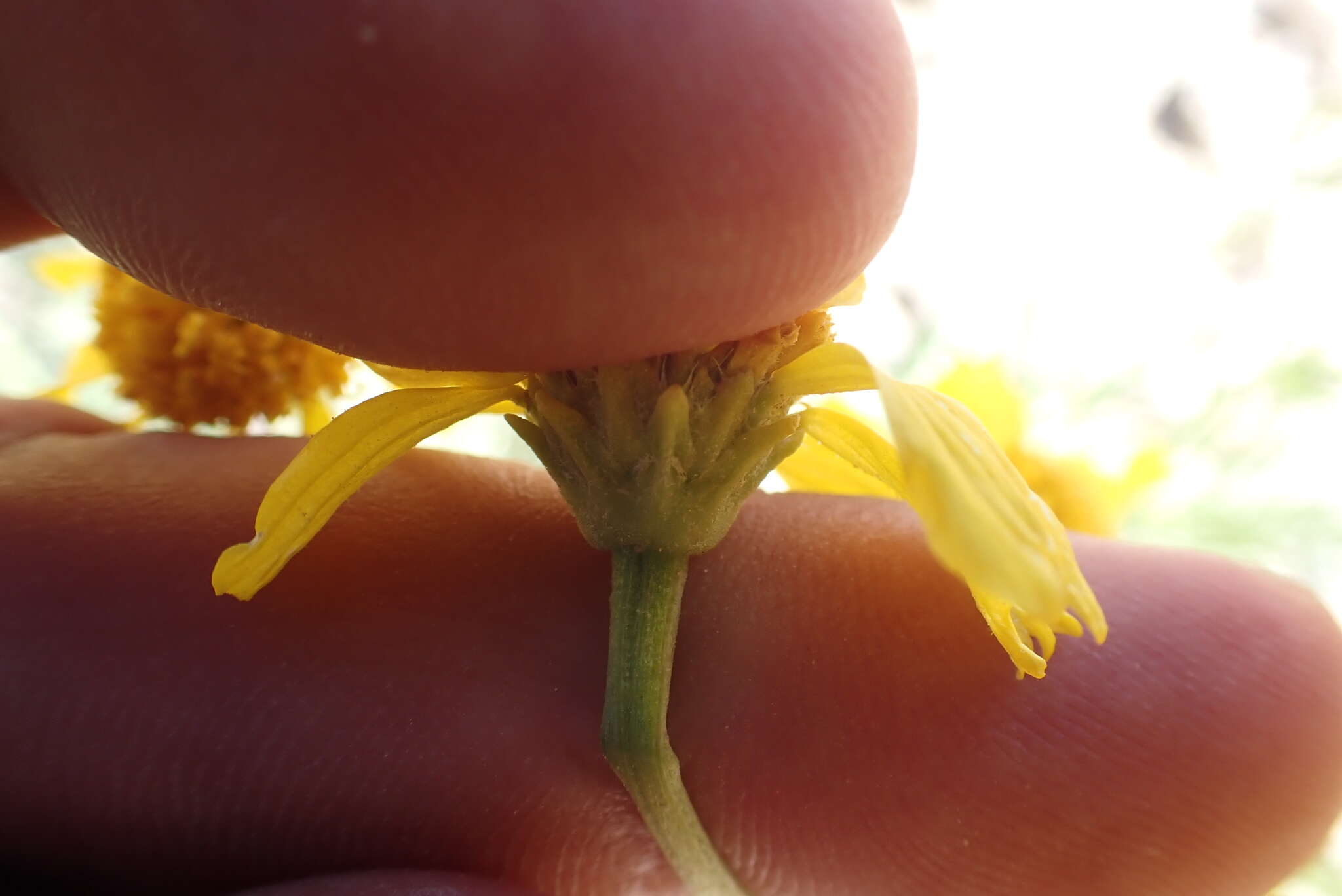 Image of Lemmon's rubberweed