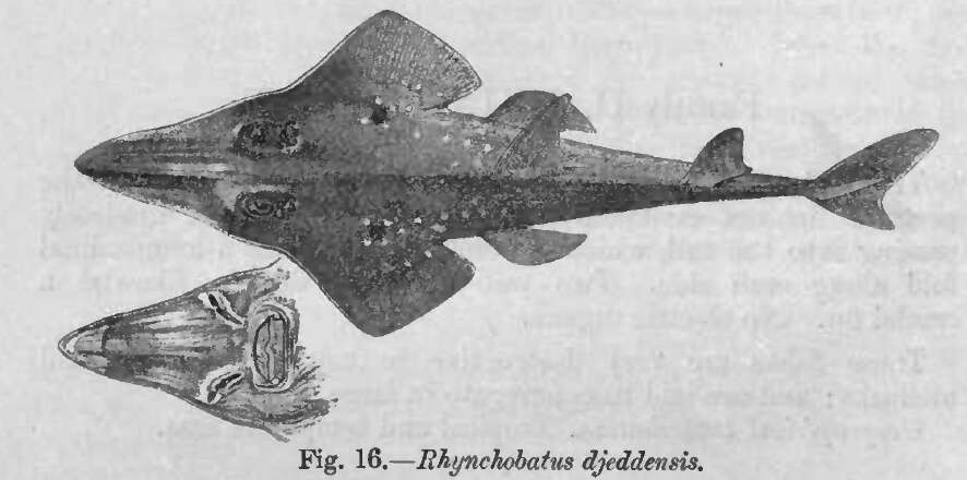 Image of Rhynchobatus