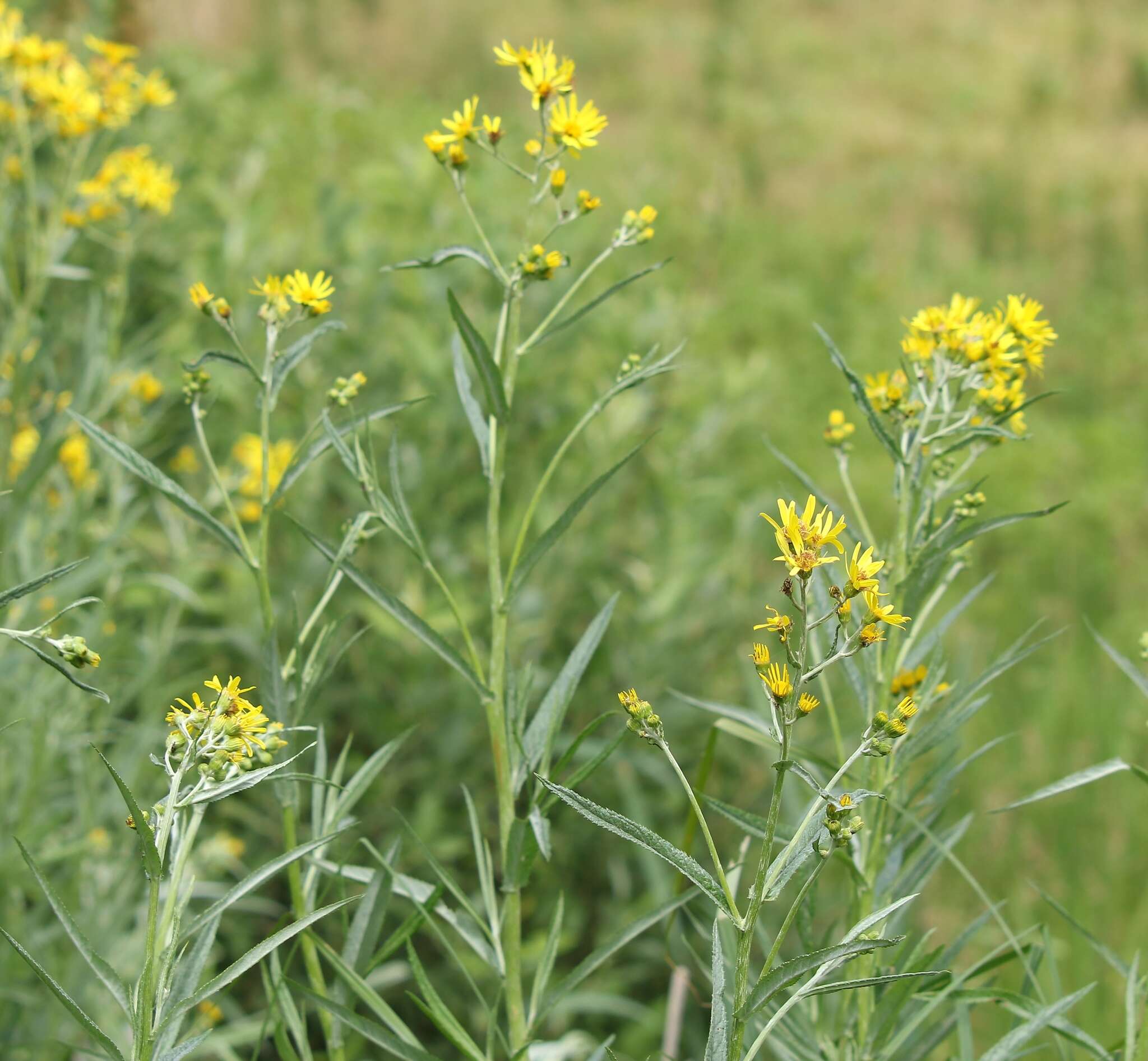 Imagem de Jacobaea paludosa subsp. paludosa