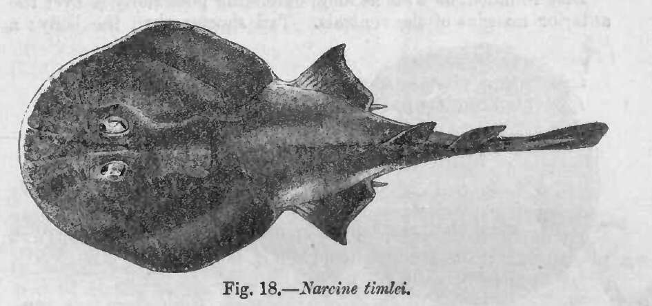 Image of Blackspotted numbfish