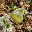 Image of Mountain Small White