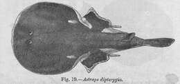 Image of Spottail Sleeper Ray