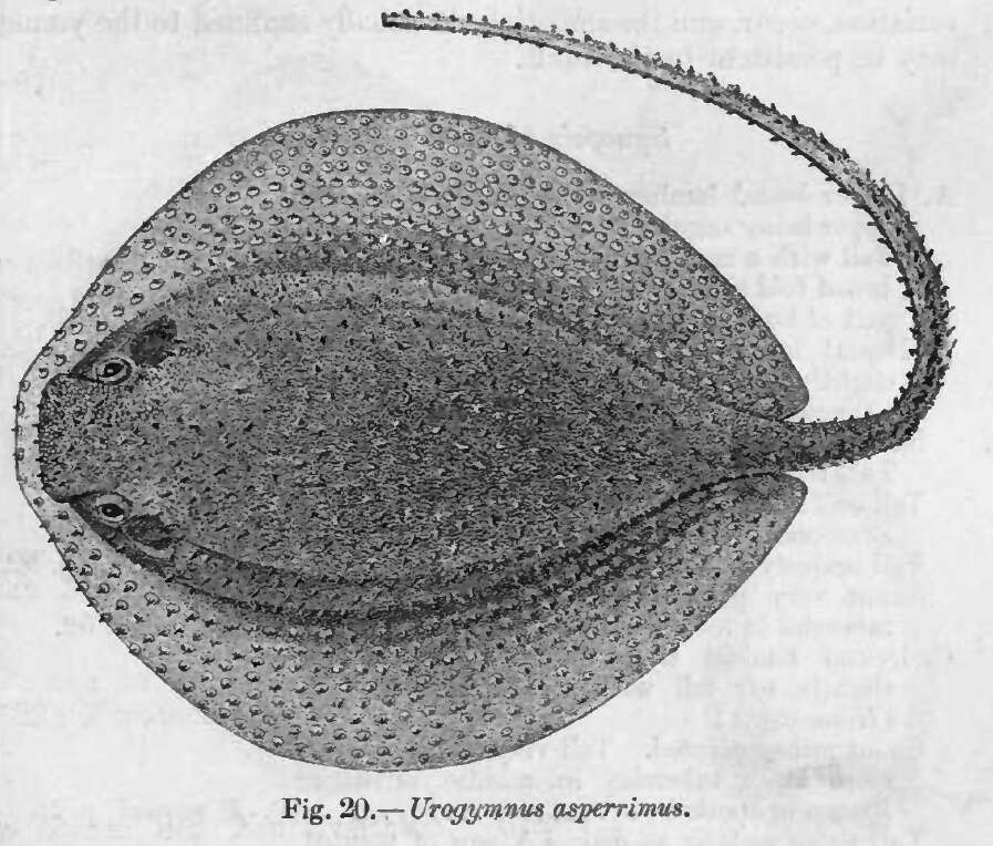 Image of Urogymnus