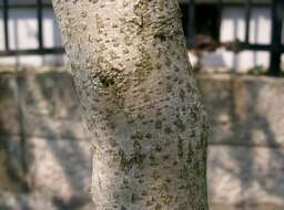 Imagem de Cercis chinensis Bunge