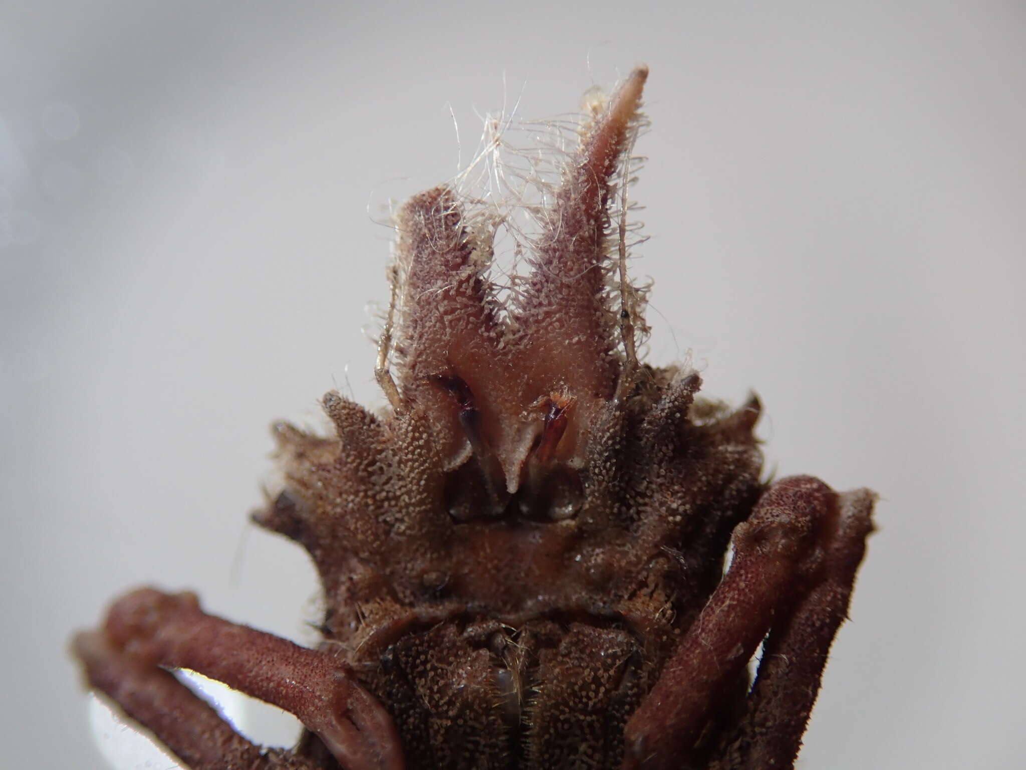 Image of Florida decorator crab