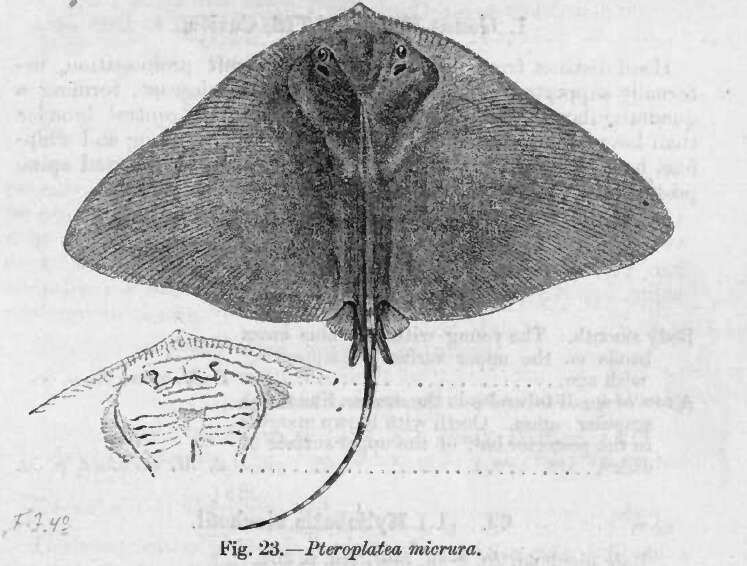 Image of Smooth Butterfly Ray