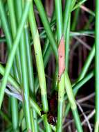 Imagem de Baloskion tetraphyllum subsp. tetraphyllum