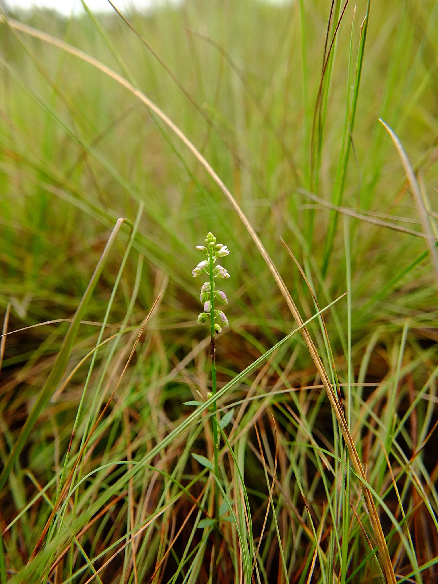 Слика од Polygala blakeana Steyerm.