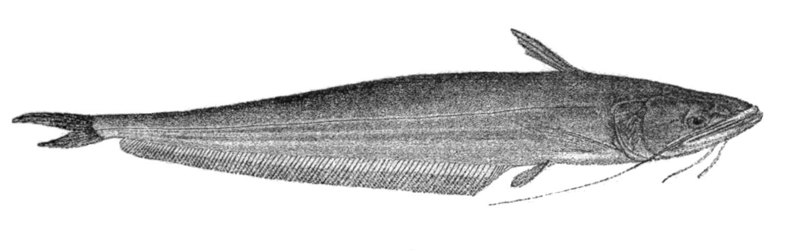 Image of Great white sheatfish