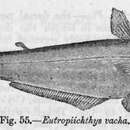 Image of Eutropiichthys