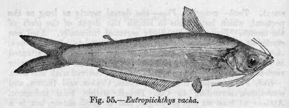 Image of Eutropiichthys