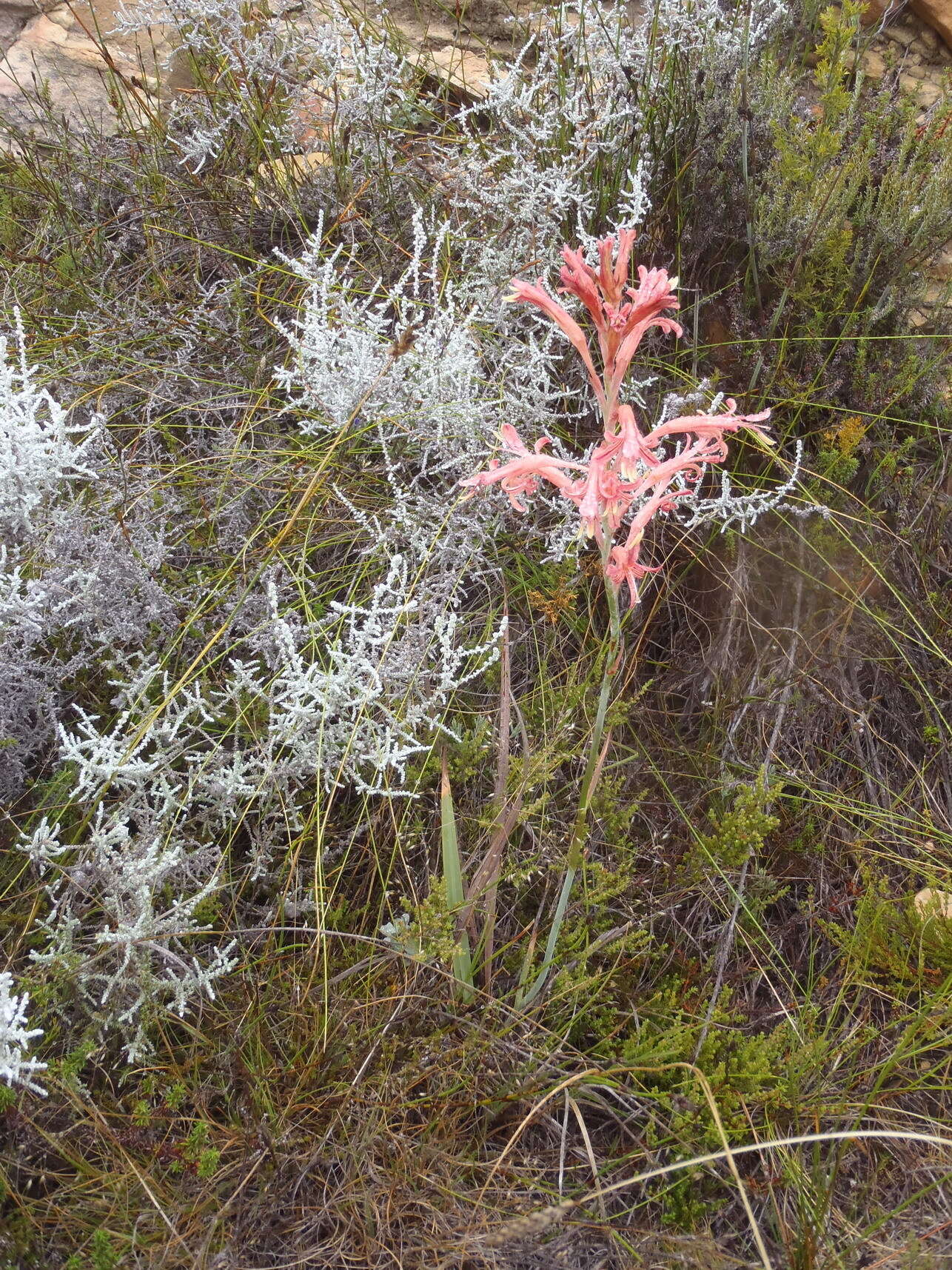 Tritoniopsis antholyza (Poir.) Goldblatt的圖片