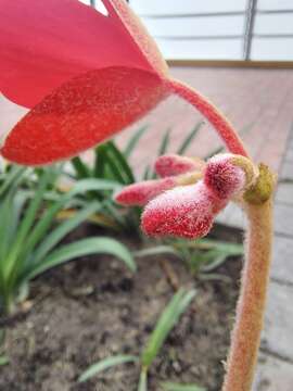 Image of Fröbelbegonia