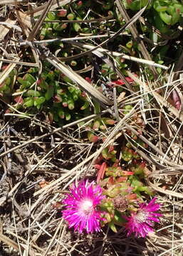 Image of Ruschia duthiae (L. Bol.) Schwant. apud Jacobsen