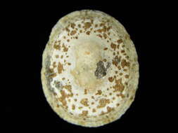 Image of Cellana grata (Gould 1859)