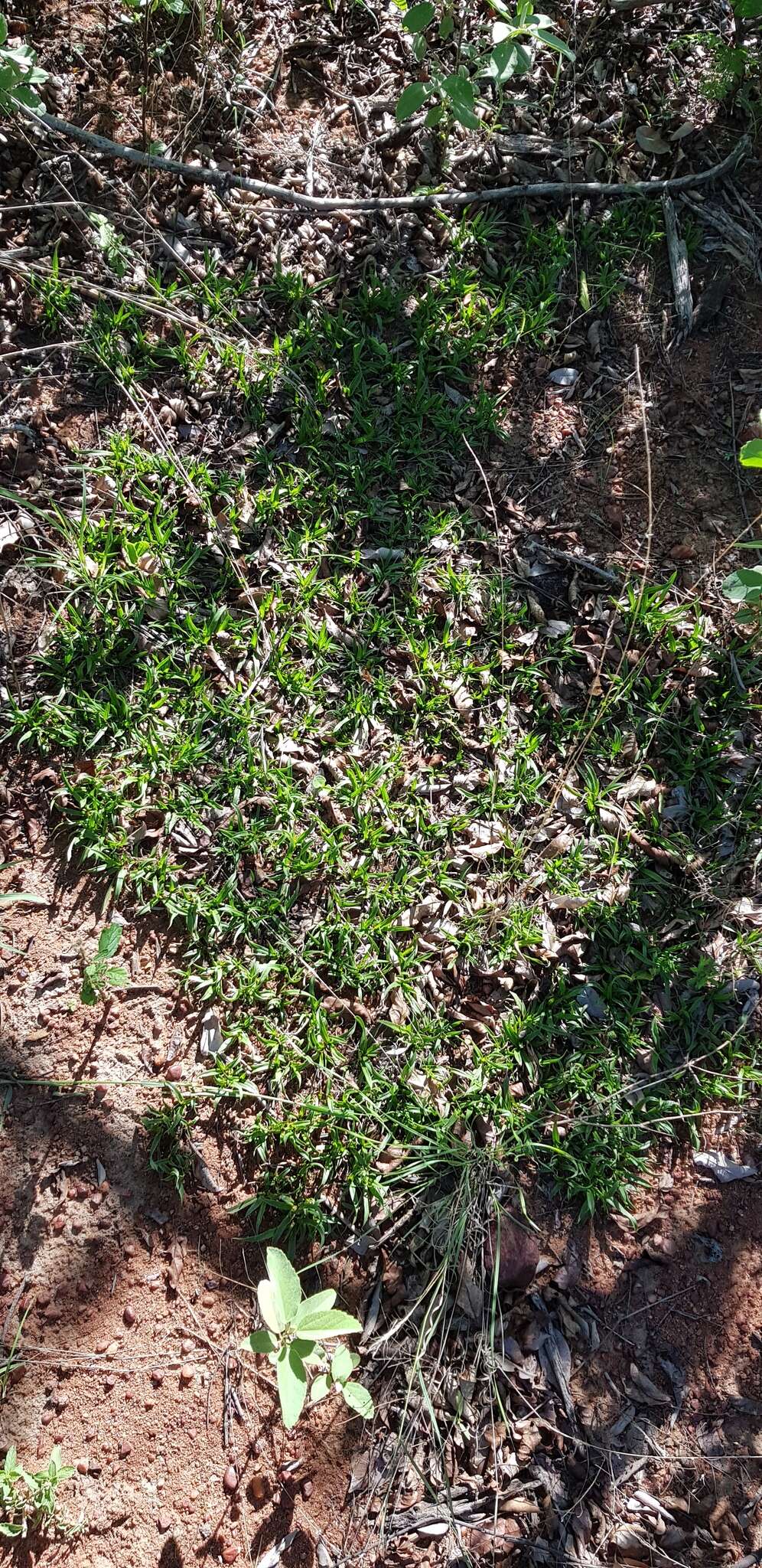 Image de Xerophyta humilis (Baker) T. Durand & Schinz