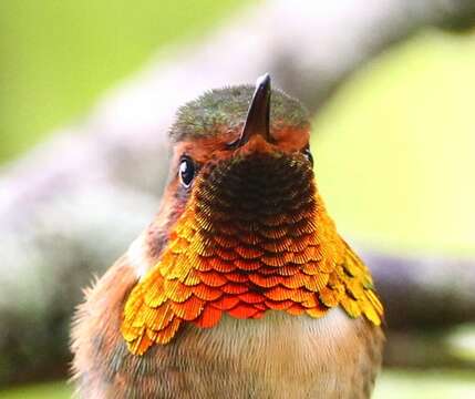 Image of Scintillant Hummingbird