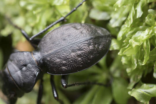 Image of Greater Night-stalking Tiger Beetle