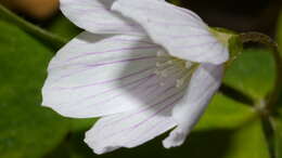 Imagem de Oxalis acetosella L.