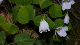 Imagem de Oxalis acetosella L.