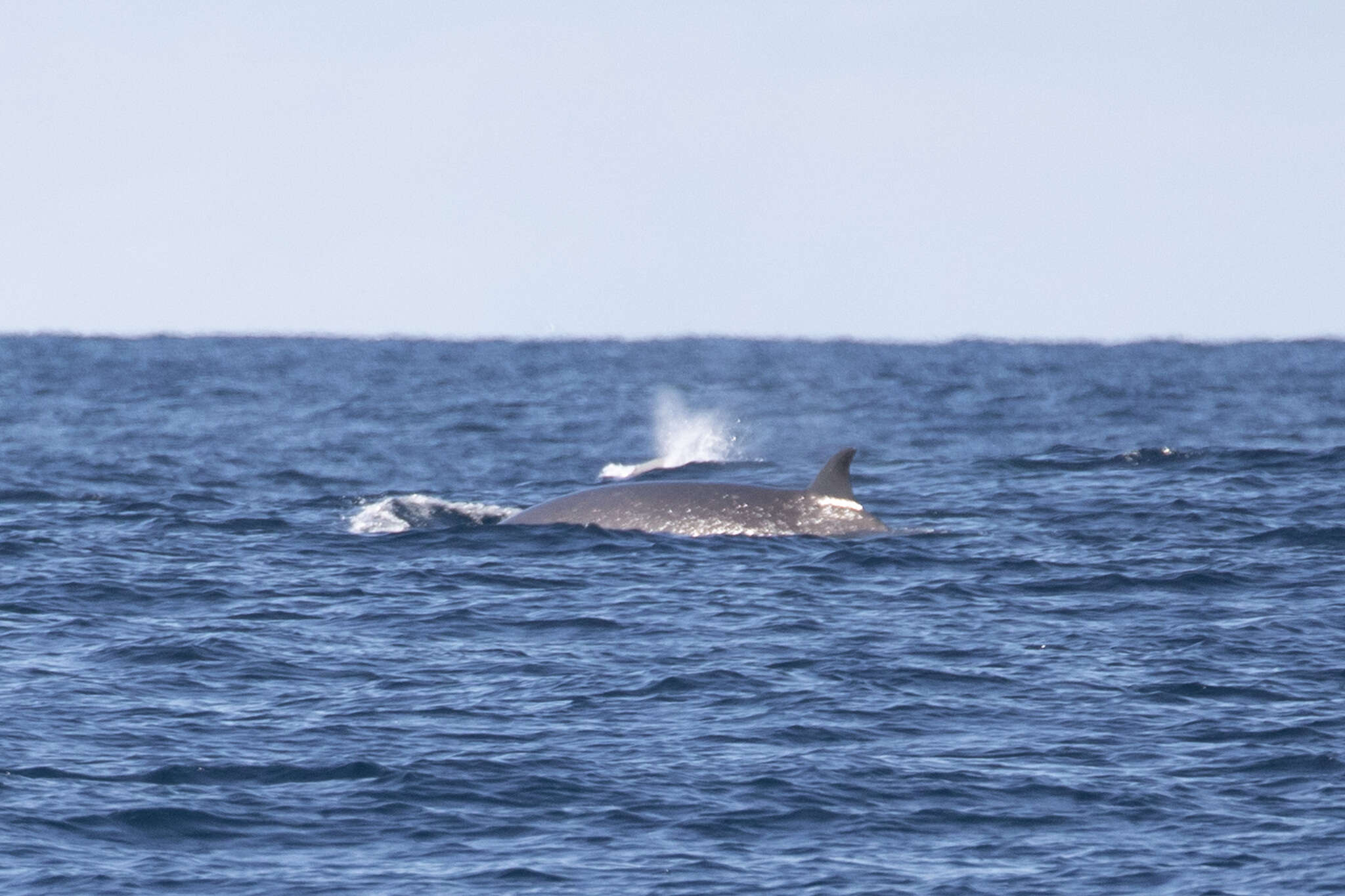 Image of Shepherd's Beaked Whale