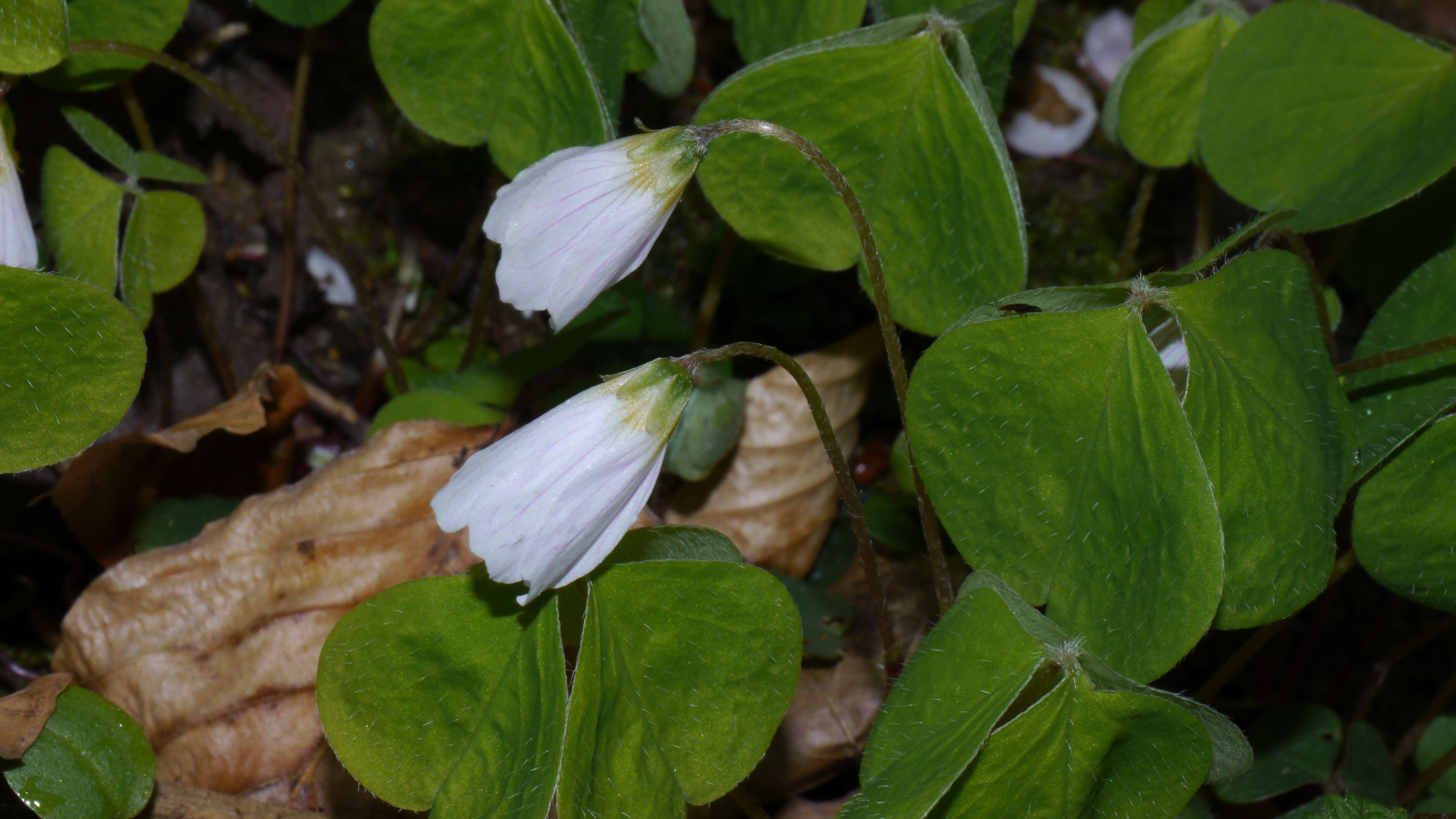 Imagem de Oxalis acetosella L.