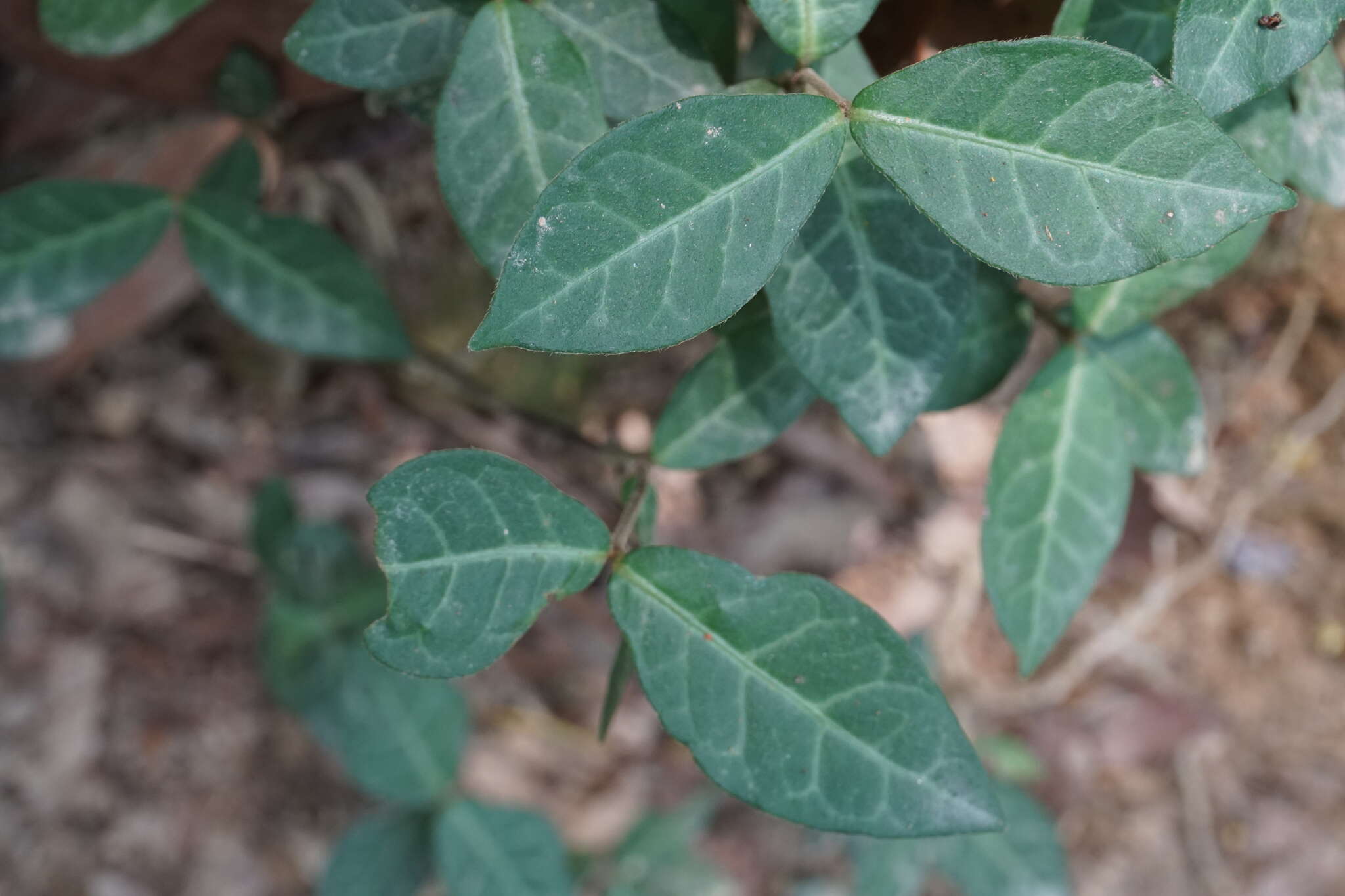 Image of Asiatic jasmine