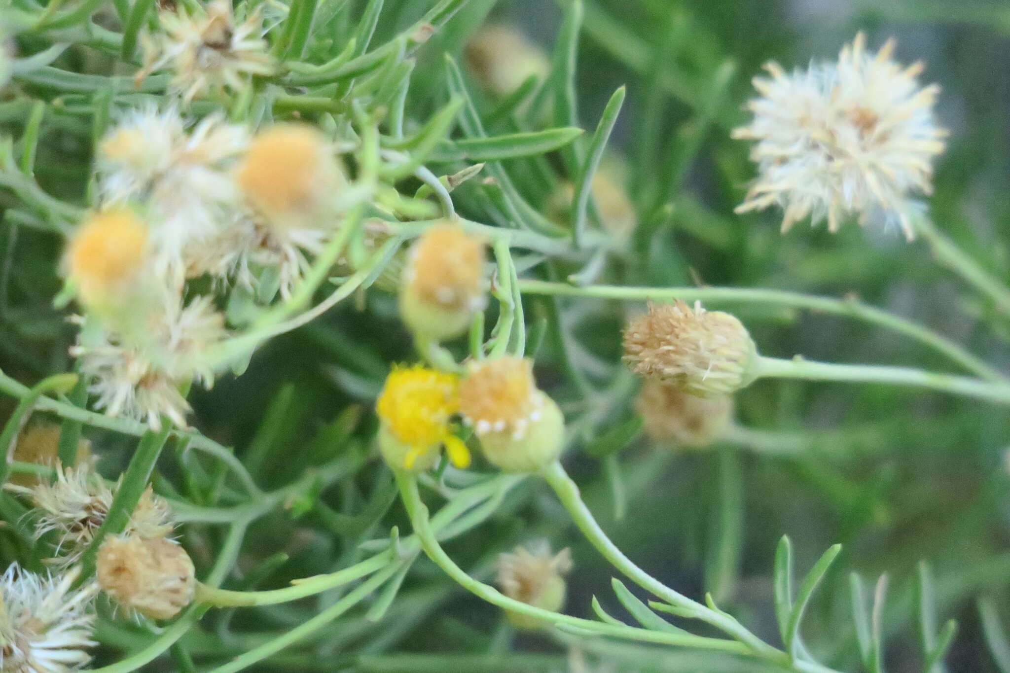 Image of Pulicaria glutinosa (Boiss.) Jaub. & Spach