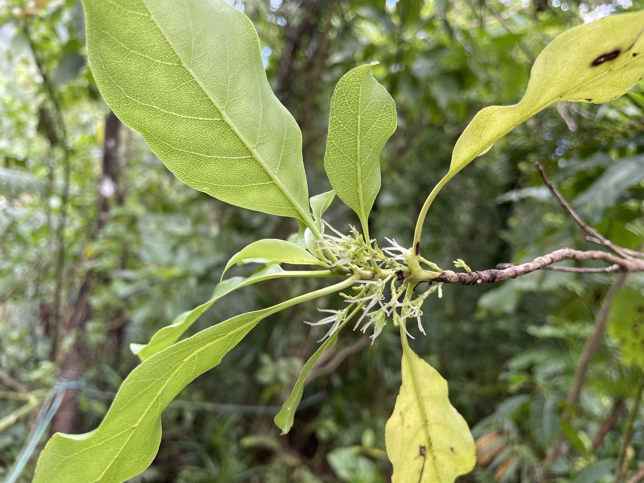 Image of Rarotongan Coprosma