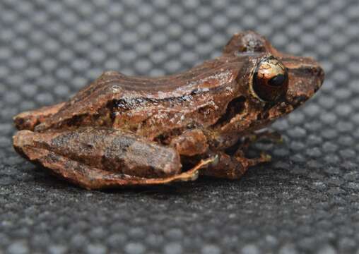 Image of Marti's Rain Frog