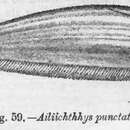 Plancia ëd Ailiichthys punctata Day 1872