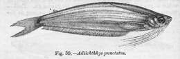 Plancia ëd Ailiichthys