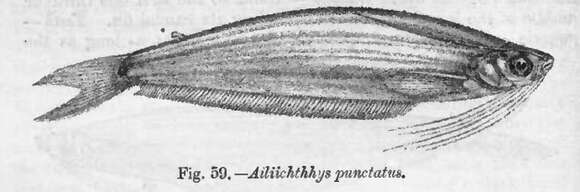 Image of Ailiichthys