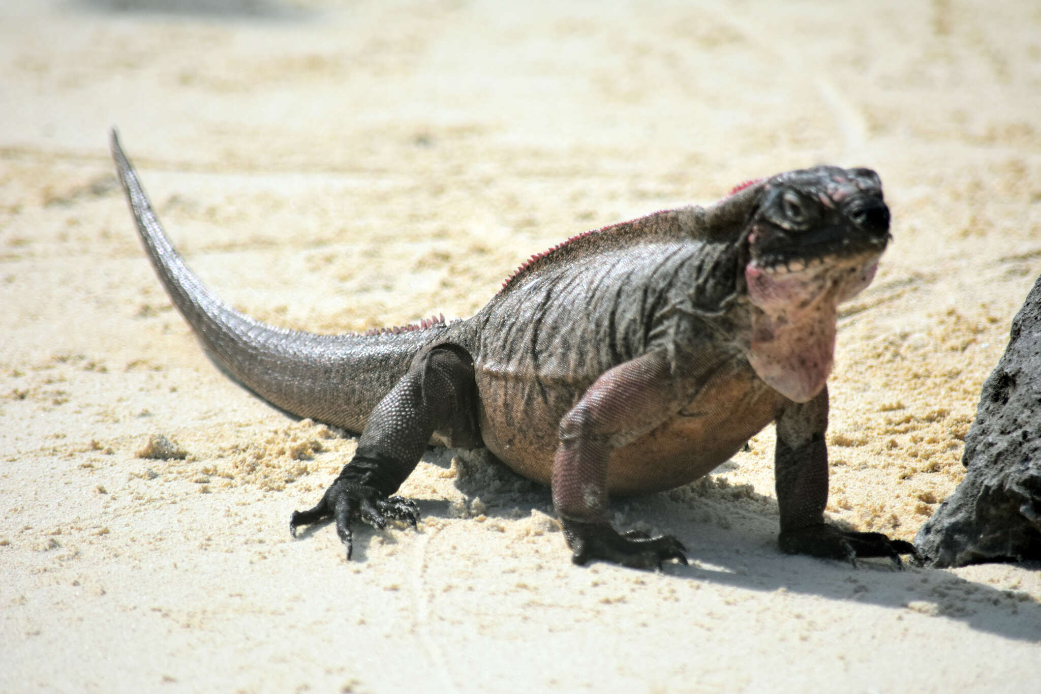 Image of Andros Island Iguana