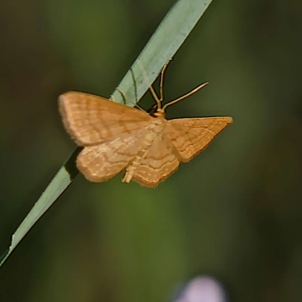 Idaea ochrata Scopoli 1763 resmi