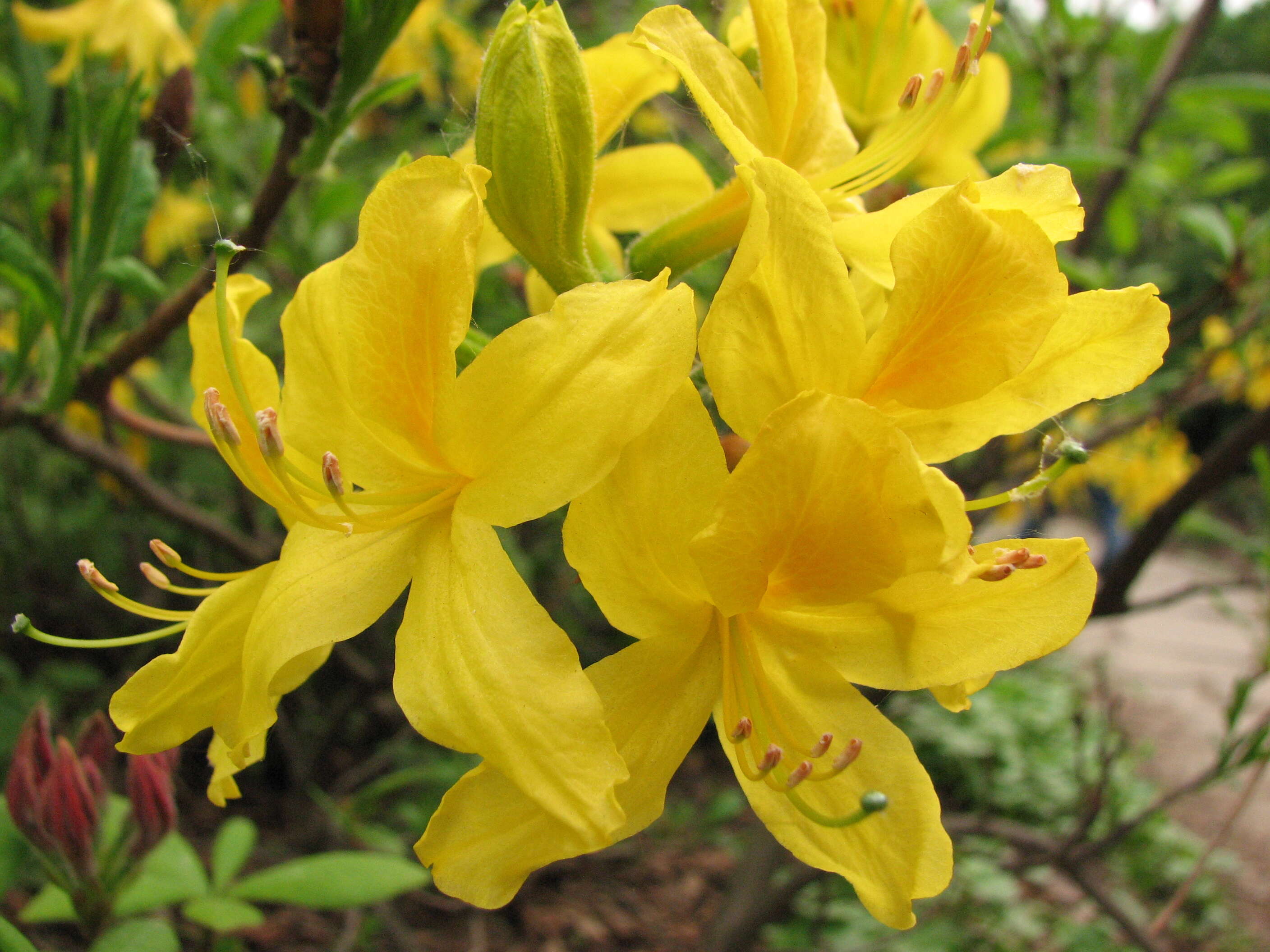 Image of Yellow Azalea