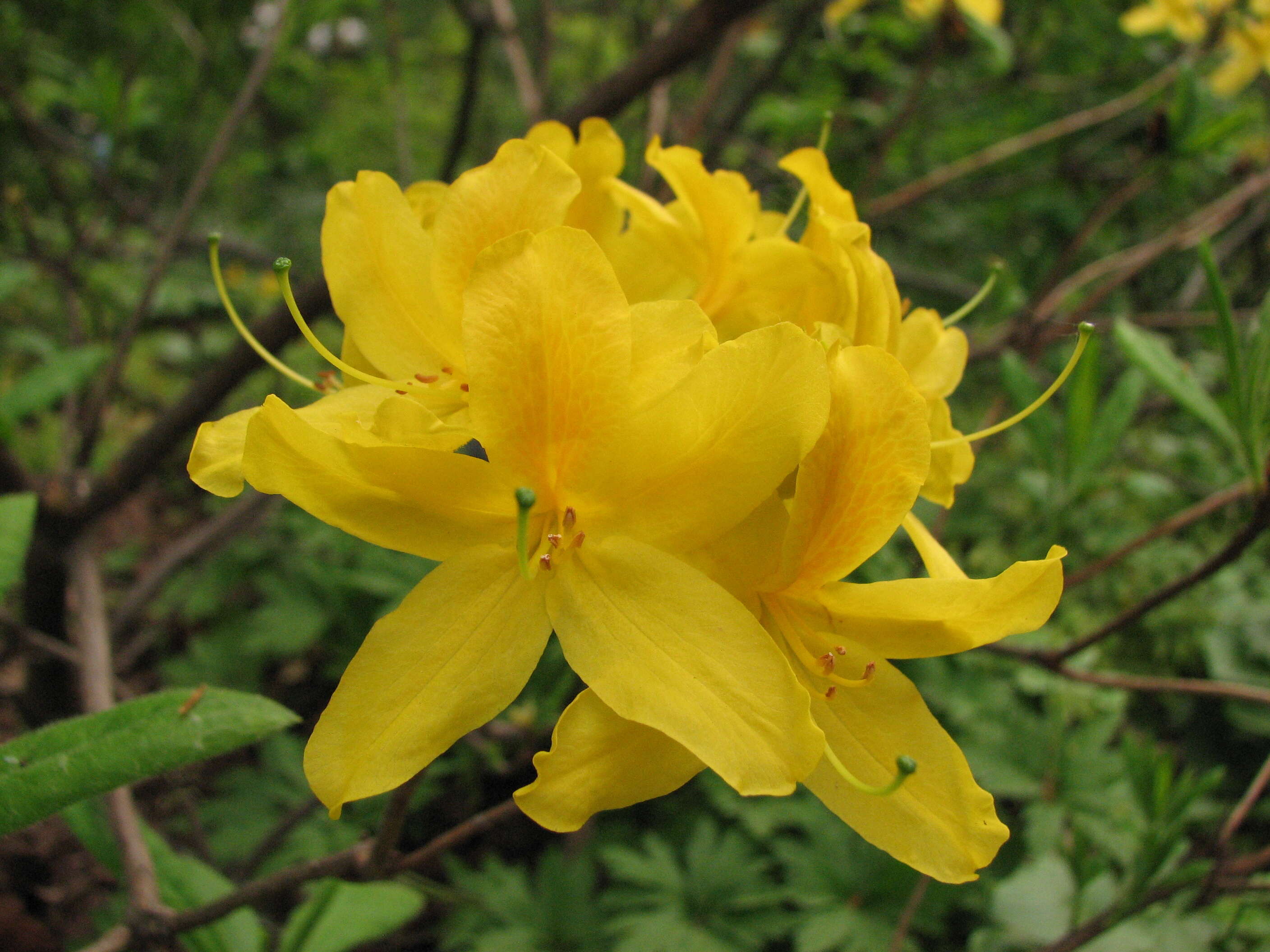 Image of Yellow Azalea