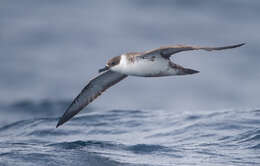 Image of Great Shearwater