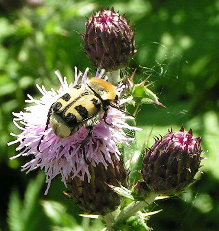 Image of Bee beetle