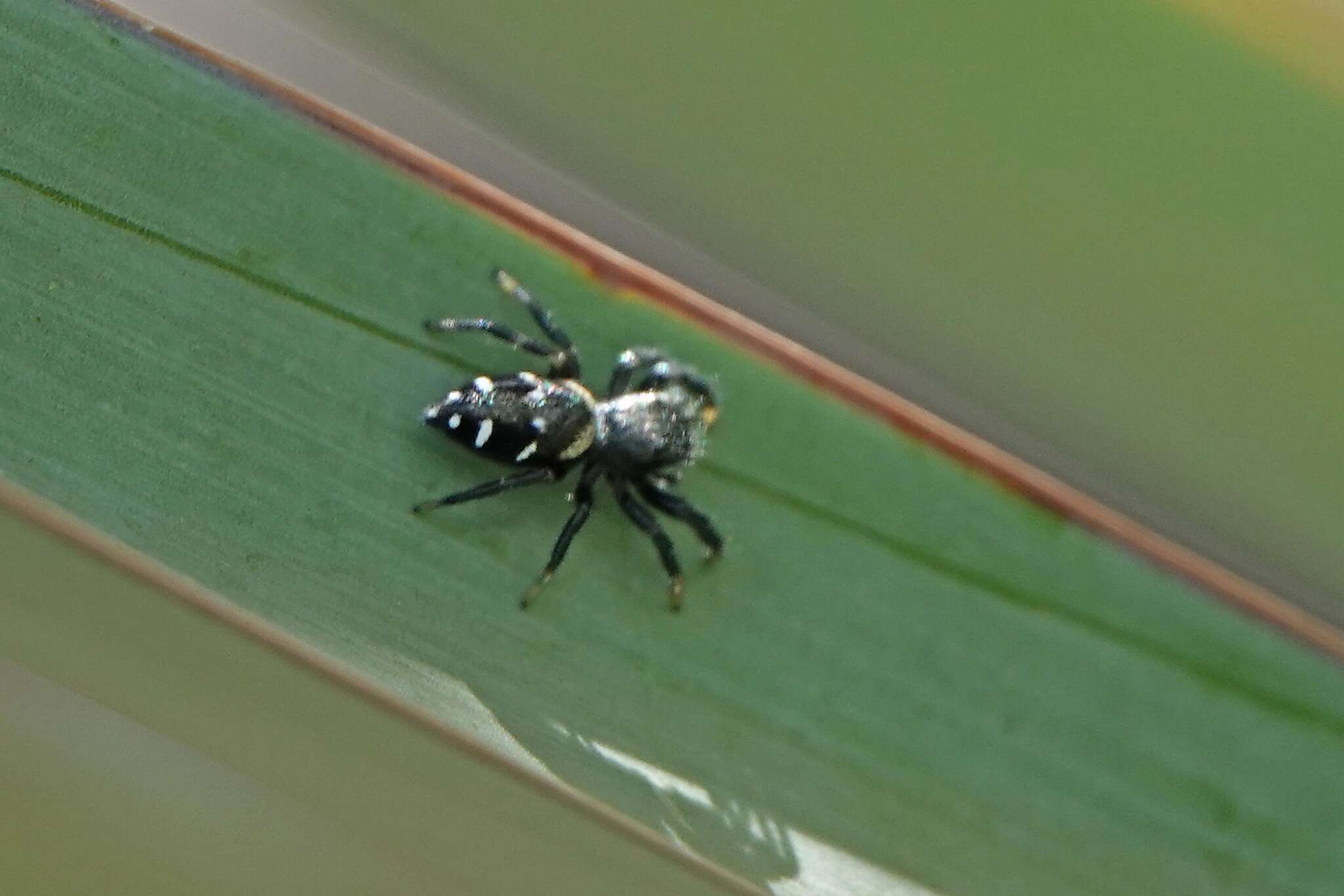 Image of Paraphidippus basalis (Banks 1904)