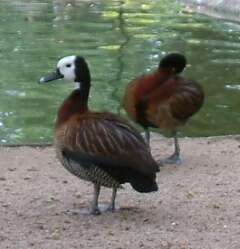 Image of White-faced Whistling Duck