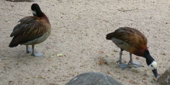 Image of White-faced Whistling Duck