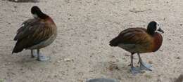 Image of White-faced Whistling Duck