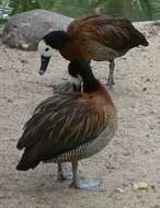 Image of White-faced Whistling Duck