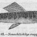 Image of Mongoose Loach