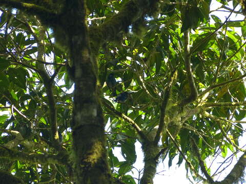 Image of Beryl-spangled Tanager