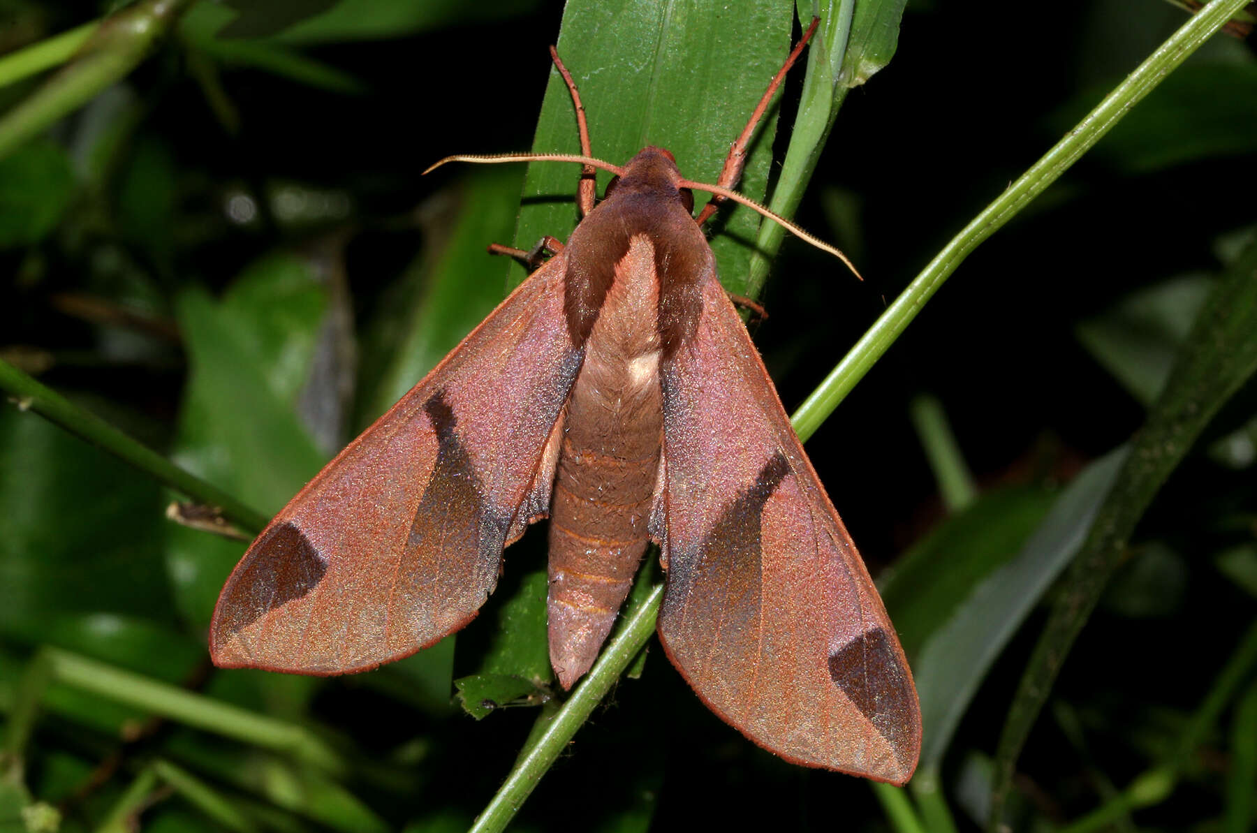 Image of Afroclanis neavi (Hampson 1910)