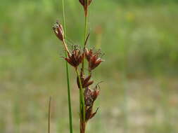 Слика од Cladium mariscoides (Muhl.) Torr.