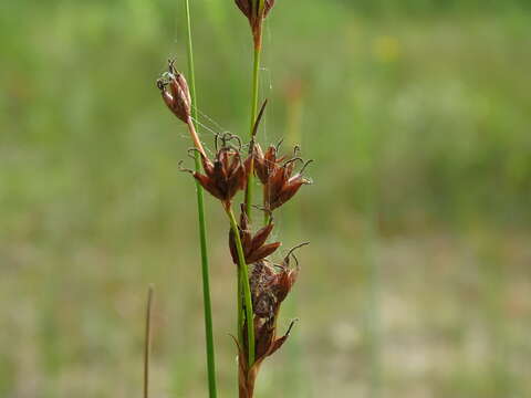 Image of Smooth sawgrass