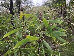 Imagem de Hakea benthamii I. M. Turner